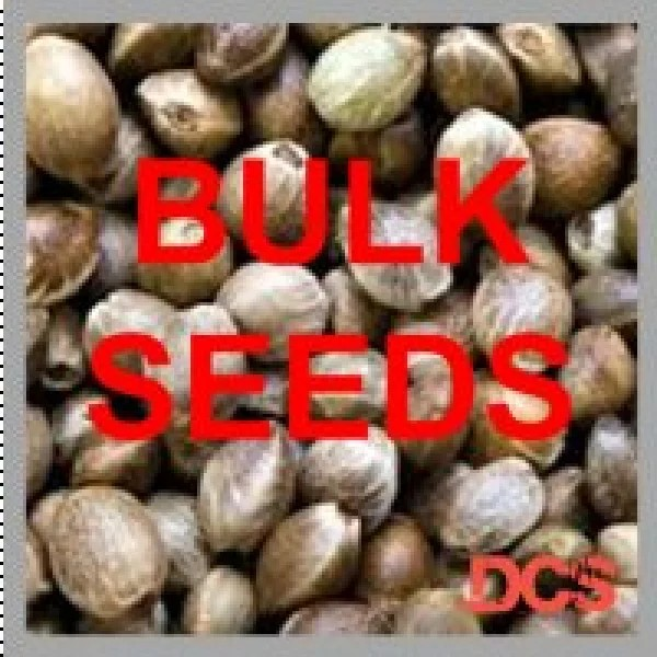 Buying Cannabis Seeds in Bulk: A Smart and Money-Saving Strategy