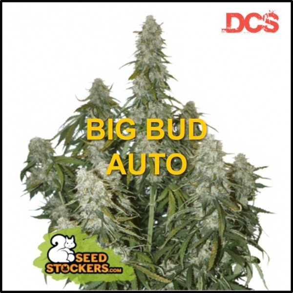 Sichern Sie sich die besten Angebote für Big Bud-Cannabissamen.