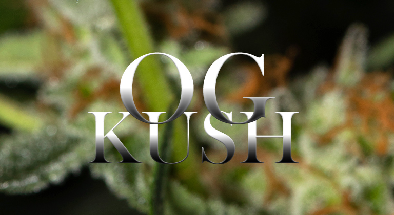 Choosing Kush Cannabis Seeds from Discount Cannabis Seeds.