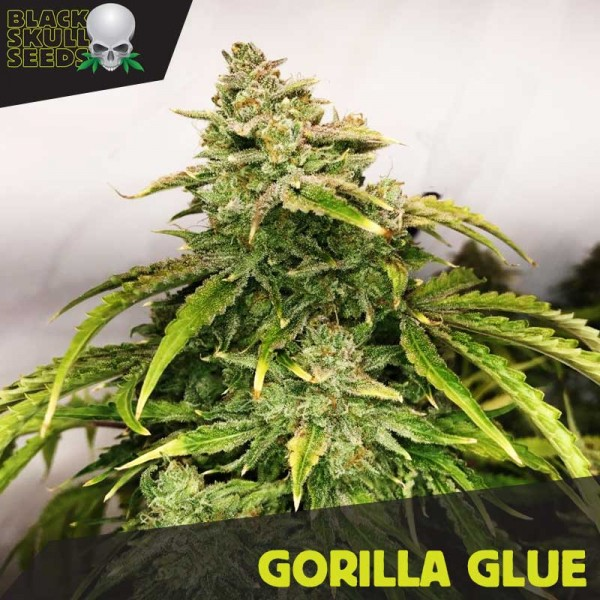 Choose Discount Cannabis Seeds for Gorilla Glue Cannabis Seeds.