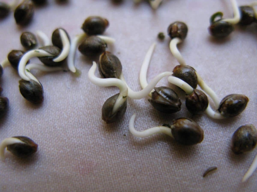  A Beginner's Guide to Germinating Cannabis Seeds.
