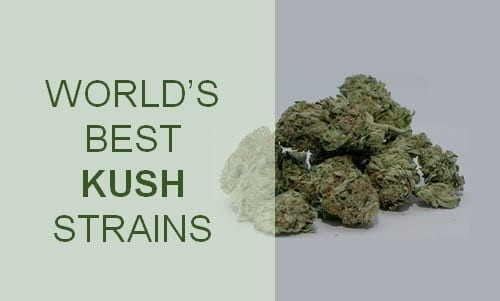 The Best Kush Cannabis Seeds Strains to Consider for Your Garden.