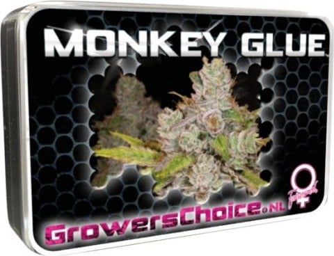 Honest Customer Reviews of Monkey Glue Cannabis Seeds.