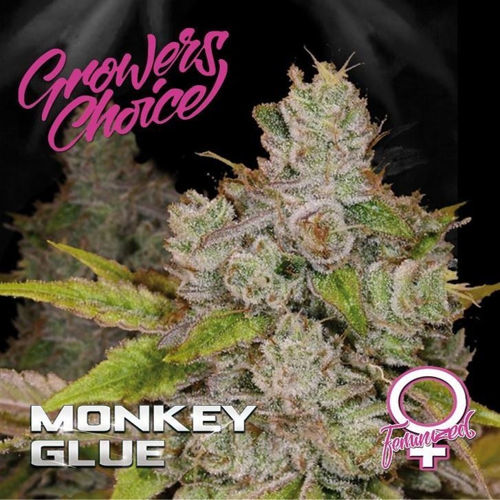 Growing and Cultivating Monkey Glue Cannabis Seeds: Essential Tips.