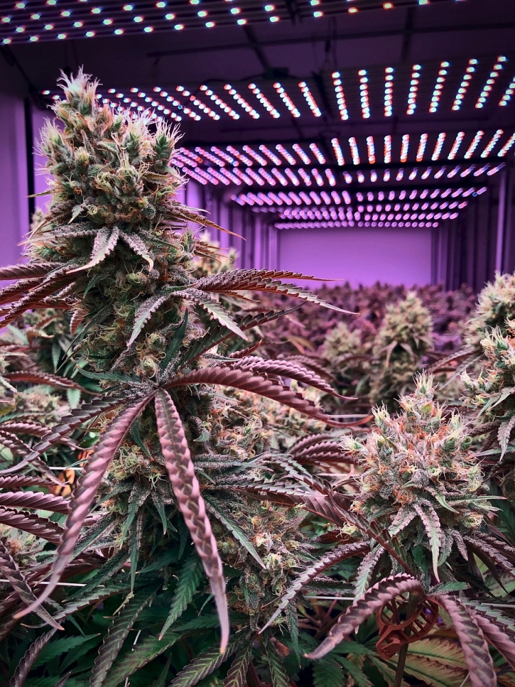 Discover the Top Cannabis Seeds of 2024 at Discount Cannabis Seeds.