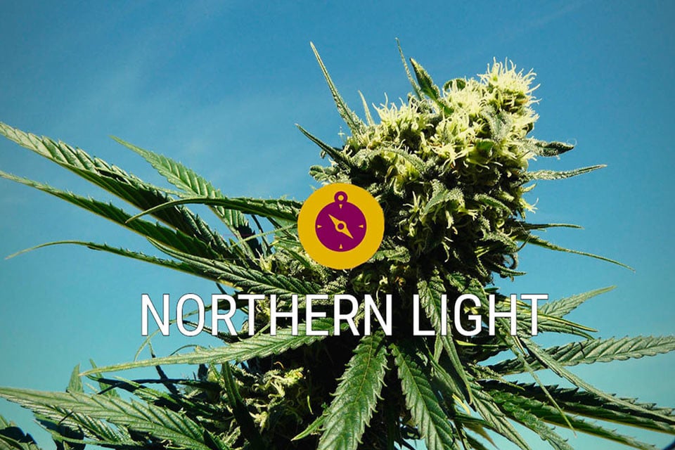 Best Northern Lights Cannabis Seeds at Discount Cannabis Seeds.