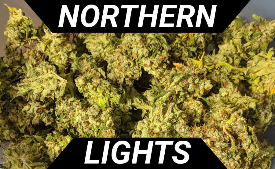 Entdecken Sie die Magie der Northern Lights-Cannabissamen.