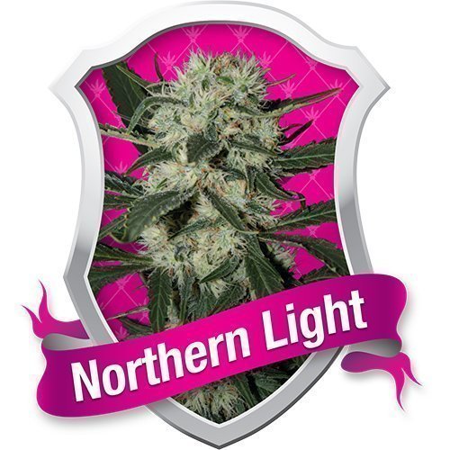 Why We Are the Perfect Choice for Buying Northern Lights Cannabis Seeds.