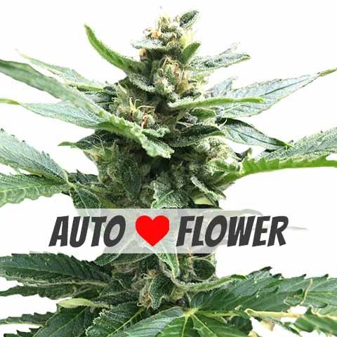 Unlock the Magic of Auto Northern Lights Cannabis Seeds.