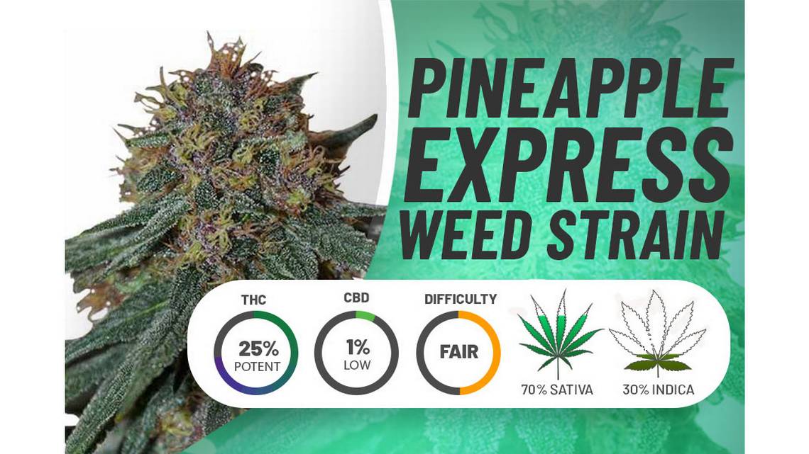 Unmatched Taste and Strength of Pineapple Express Cannabis Seeds.