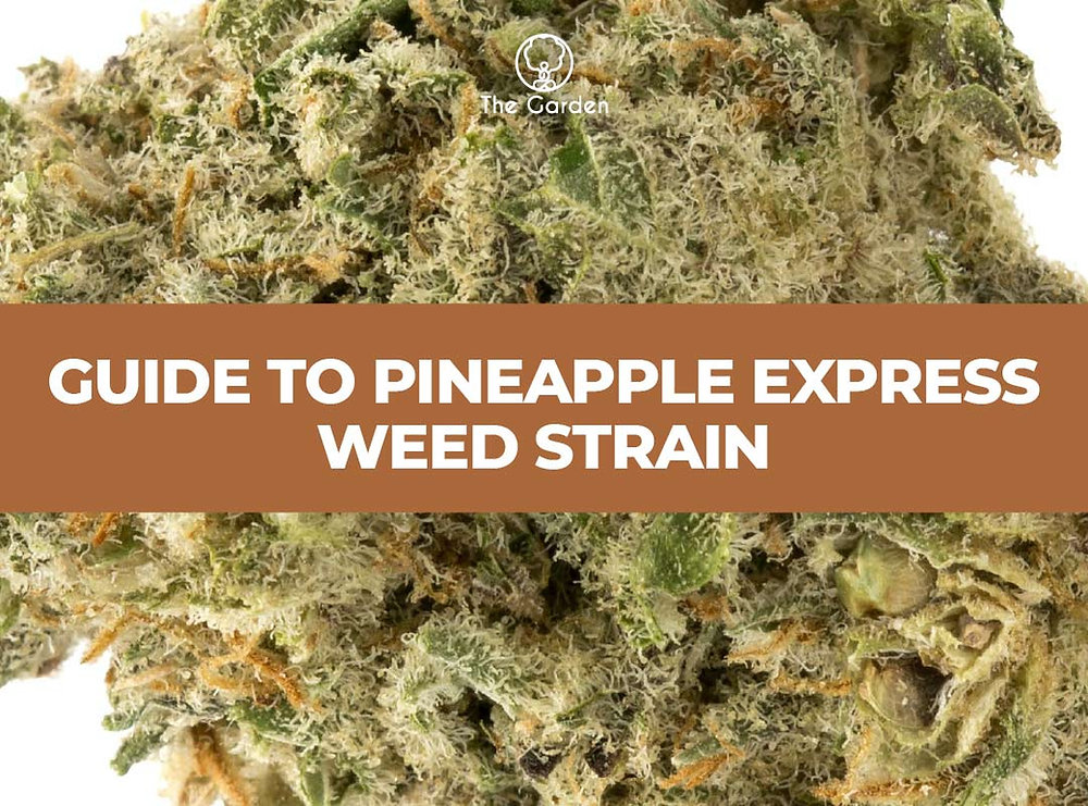 Pineapple Express Cannabis Seeds are the Ultimate Choice for Cannabis Enthusiasts