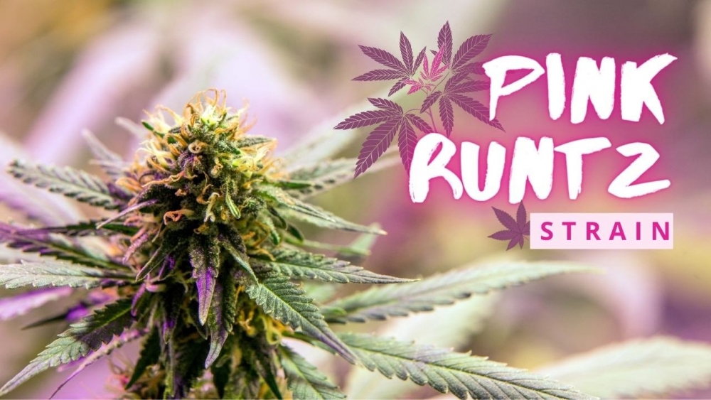 Discover the Finest Premium Pink Runtz Cannabis Seeds.