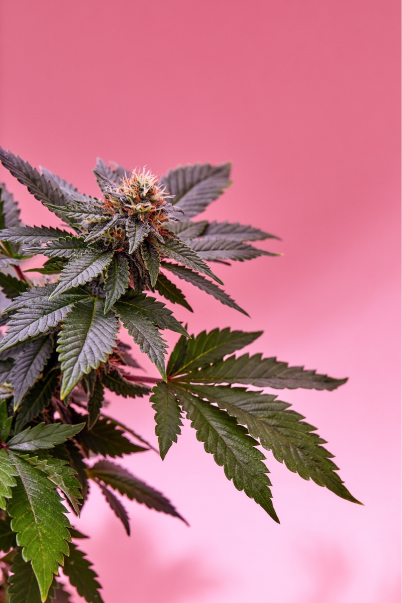 Real-Life Success Stories from Pink Runtz Cannabis Seeds Customers.