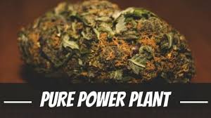 Why Buying Pure Power Plant Cannabis Seeds is the The Best Choice.