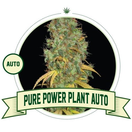 Uncovering Customer Reviews For Pure Power Plant Cannabis Seeds.