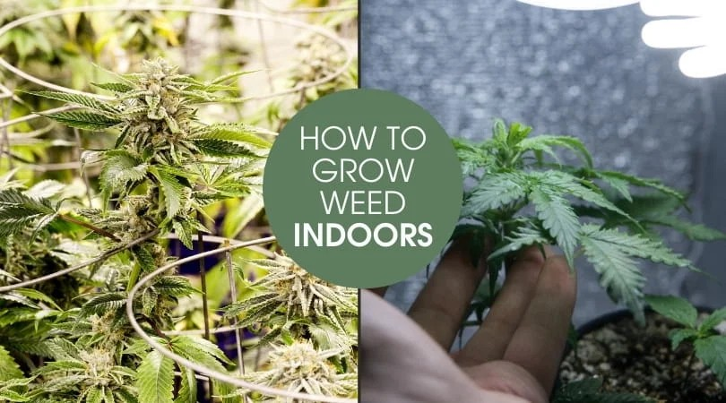 The Ultimate Choice for Indoor Cannabis Seeds Growers.