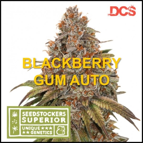 Customer Reviews and Testimonials for Auto Blackberry Gum Cannabis Seeds.