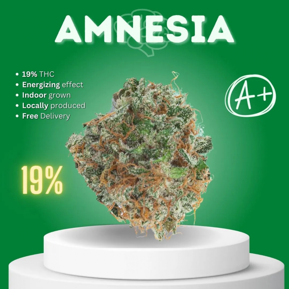 Top Reasons to Choose Discount Cannabis Seeds for Your Amnesia Seeds.