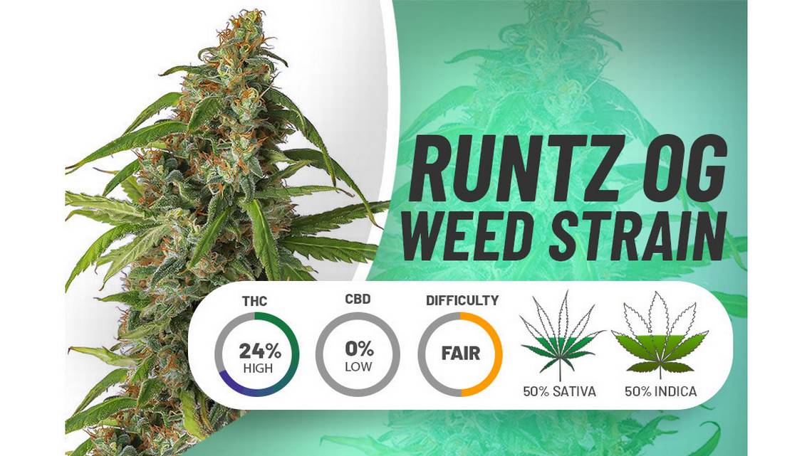 Unleashing the Potent Power of Runtz Cannabis Seeds Strains.