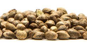 Discover the Art of Cannabis Seeds Selection: A Connoisseur's Guide