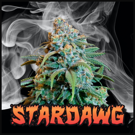 Die Vorzüglichkeit der Stardawg-Cannabissamen bei Discount Cannabis Seeds.