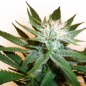 Grapefruit Diesel Regular Cannabis Seeds | Next Generation Seeds