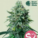 Forbidden Fruit Feminised Cannabis Seeds | Royal Queen Seeds.