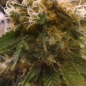 Honey OG Feminised Cannabis Seeds |  BC Bud Depot