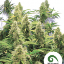 2 Pounder Regular Cannabis Seeds | Kiwi Seeds