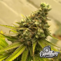 Toad Venom Auto Cannabis Seeds - Eleven Thirty Genetics.