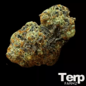 White Truffle Auto Feminised Cannabis Seeds- Terp Farmz.