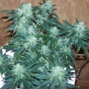 Super Stinky Feminised Cannabis Seeds | 710 Genetics Seeds