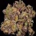 Afghani x Skunk #1 Regular Cannabis Seeds | Next Generation Seeds