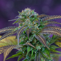 Alchemy Regular Cannabis Seeds | TGA Seeds