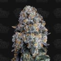 Alien DonutZ Feminised Cannabis Seeds - Terp Treez