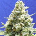 Amnesia Lemon Kush Feminised Cannabis Seeds | Original Sensible Seeds