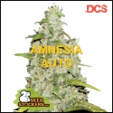 Amnesia Auto Feminised Cannabis Seeds | Seed Stockers