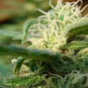 Angel's Breath Regular Cannabis Seeds | Mr Nice Seed