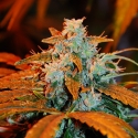 Auto Pineapple Express #2 Feminised Cannabis Seeds | G13 Labs