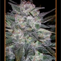 Auto Blues Auto Feminised Cannabis Seeds