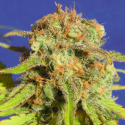 Auto Bruce Banner #3 Feminised Cannabis Seeds | Original Sensible Seeds