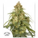 Auto CBD-Victory Feminised Cannabis Seeds | Dutch Passion 