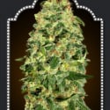 Auto California Kush Feminised Cannabis Seeds | OO Seeds