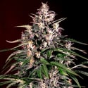 Auto Dosi Feminised Cannabis Seeds | G13 Labs