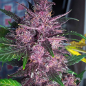 Auto Mendo Mass Feminised Cannabis Seeds | Critical Mass Collective Seeds