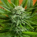 Pineapple Express Auto Feminised Seeds