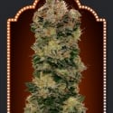 Auto Sweet Soma Feminised Cannabis Seeds | OO Seeds 