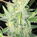 Auto White Widow x Big Bud Cannabis Seeds | Female Seeds 