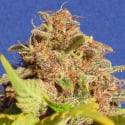 Auto Wedding Cake Feminised Cannabis Seeds | Original Sensible Seeds