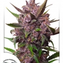 Auto Blackberry Kush Auto Feminised Cannabis Seeds | Dutch Passion 